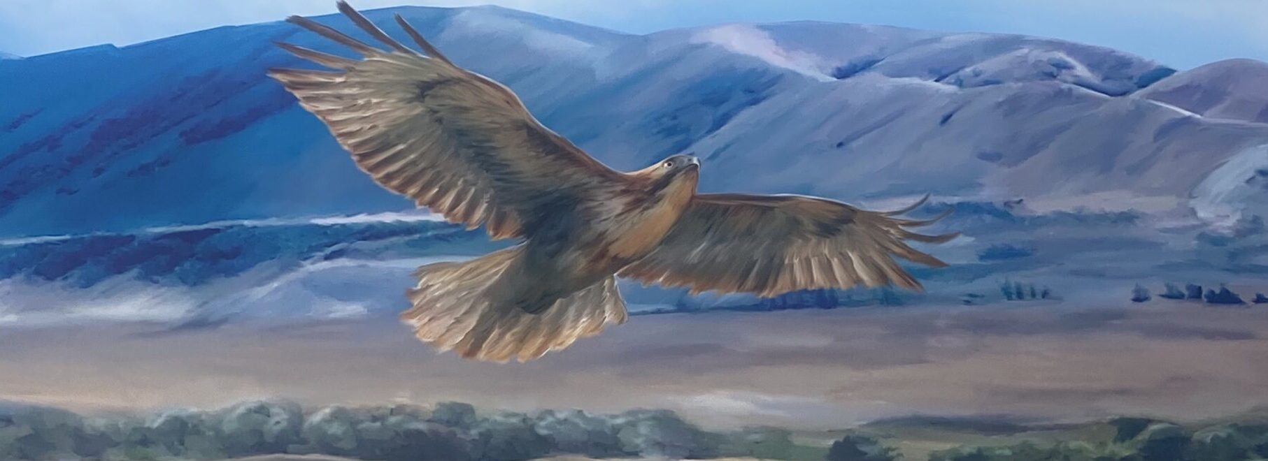 hawk